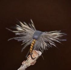 a close up of a small insect on a branch with long hair and multicolored stripes