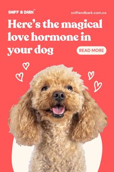 a dog is smiling and looking up at the camera with its mouth open, in front of a red background that says here's the magic i love someone in your dog