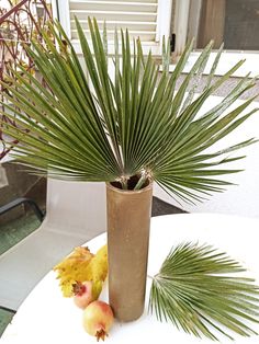 a plant in a vase sitting on top of a white table next to some fruit