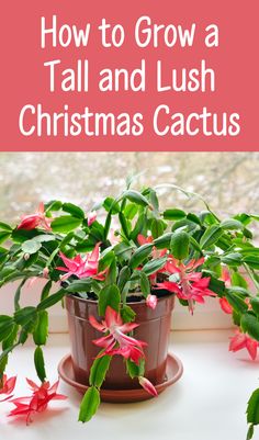 a potted plant sitting on top of a window sill with text overlay reading how to grow a tall and lush christmas cactus