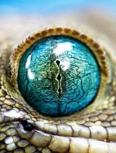 a close up view of the eye of a lizard's head with blue and green eyes