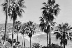 black and white photograph of palm trees on the beach