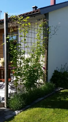 an outdoor patio with a trellis on the wall and green plants growing out of it