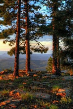 the sun shines through the trees on top of a mountain with rocks and grass