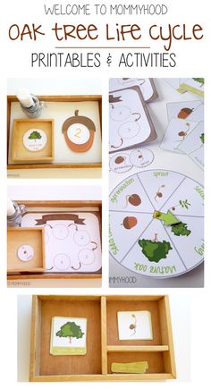 the oak tree life cycle printables and activities for toddlers to play with