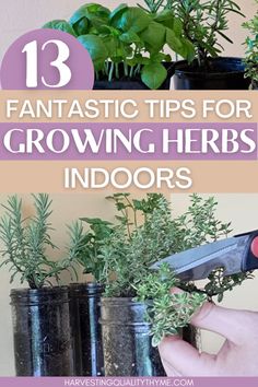 some plants are growing in black pots with the words 13 fantastic tips for growing herbs indoors