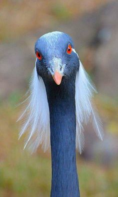 the head and neck of a blue bird with white feathers, looking straight ahead at the camera