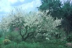 an apple tree with white flowers in the foreground and green grass on the other side