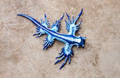 a blue and white gecko is laying on the ground with its tail spread out