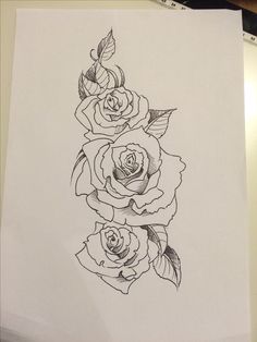 a pencil drawing of three roses on paper