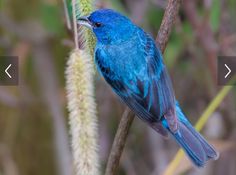 a blue bird sitting on top of a tree branch next to a plant with leaves