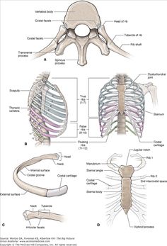 an image of the bones and their major skeletal systems, including the neck, shoulder, and