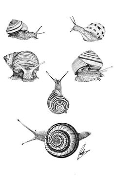 several snails are shown in black and white, with one snail on the left side