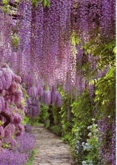 a pathway lined with lots of purple flowers next to lush greenery covered in wister