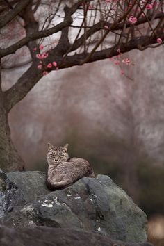 a cat sitting on top of a rock next to a tree with pink flowers in the background