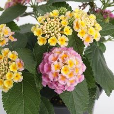 a potted plant with yellow and pink flowers