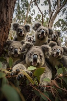 a group of koalas sitting on top of each other in a tree trunk