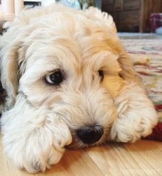 a small white dog laying on top of a wooden floor next to a rug and table