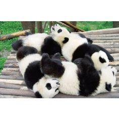 four panda bears are laying on bamboo sticks