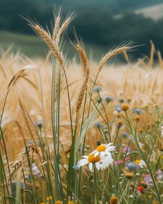 a field full of tall grass and wildflowers