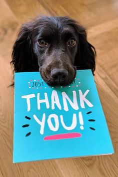 a black dog holding a thank you card in its mouth and looking at the camera