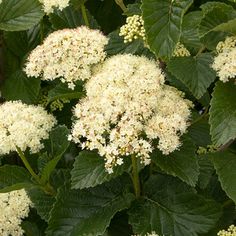 some white flowers and green leaves on a bush