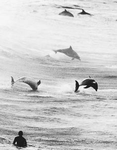 several dolphins are swimming in the ocean near a man sitting on a surfboard and watching them