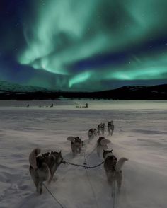 a group of dogs pulling a sled in the snow under an aurora bore display