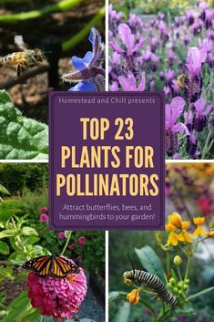 the top 23 plants for pollinators