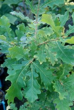 the leaves of a tree are green in color