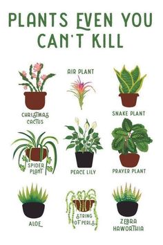 a poster with different types of plants in pots and the words plants even you can't kill