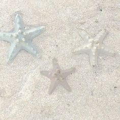 three starfishs are laying on the beach sand