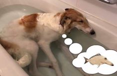 a dog laying in a bathtub with a thought bubble above it