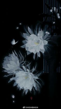 two white flowers are in the dark