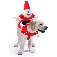 a dog wearing a santa clause outfit and carrying a stuffed animal on its back, while standing in front of a white background