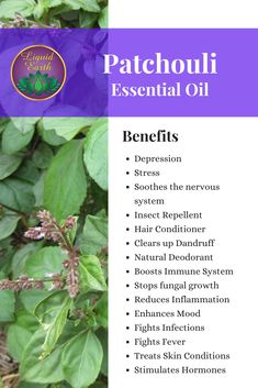 Patchouli Essential Oil Perfume Recipes, Patchouli Benefits, Patchouli Essential Oil Uses, Patchouli Oil Benefits, Patchouli For Skin, Patchouli Essential Oil Benefits, Patchouli Spiritual Meaning, Patchouli Incense Benefits, Magical Properties Of Patchouli