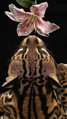 a tiger with its head on top of a flower