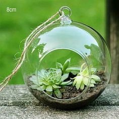 a glass ball with succulents in it