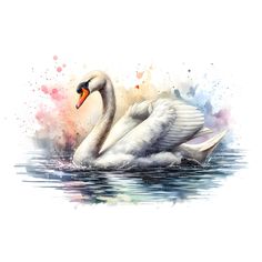 a watercolor painting of a white swan swimming in the water with its wings spread out