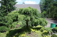 a large green tree sitting in the middle of a yard