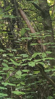 a snake crawling in the woods on a tree branch with lots of leaves around it