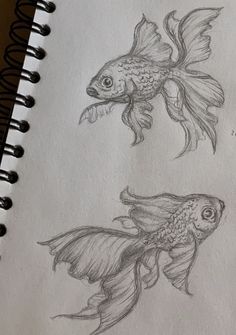 pencil drawing of two goldfish on paper