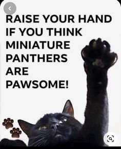 a black cat raising its paw in front of a sign that says raise your hand if you think miniatureture panthers are pawsome