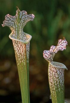 two green and white flowers with brown spots on their petals, in front of a blurry background