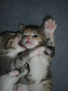 two kittens playing with each other on the floor, one has its paws up