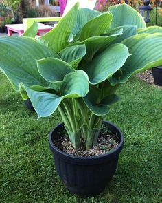 a potted plant with large green leaves on the grass in front of a house