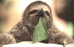 a baby sloth chewing on a green leaf