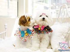 two small dogs dressed up in clothes on a bed together, one is wearing a bow tie and the other is wearing a polka dot shirt