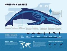 the humpback whale is one of the most recognizable animals in the world, and it's unique to look at