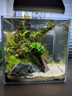 an aquarium with plants and rocks in it